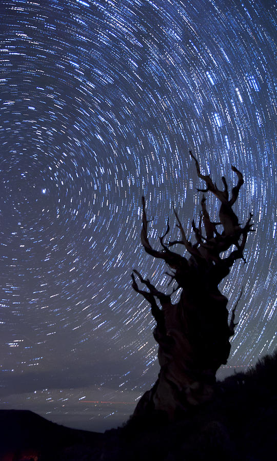 Bristlecone Star Trails Photograph by Cat Connor
