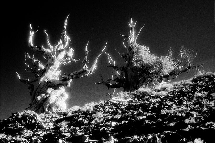 Bristlecone twins in Infrared Photograph by Paul W Faust -  Impressions of Light