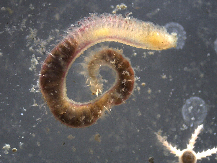 Bristly Marine Worm Photograph by Carleton Ray