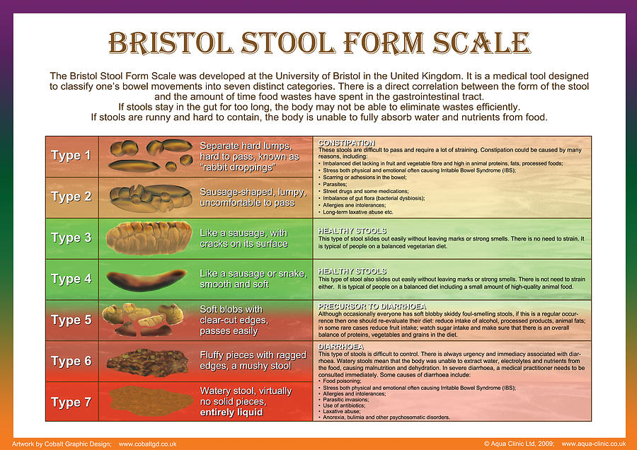 Stools Digital Art - Bristol Stool Form Scale by Galina Imrie