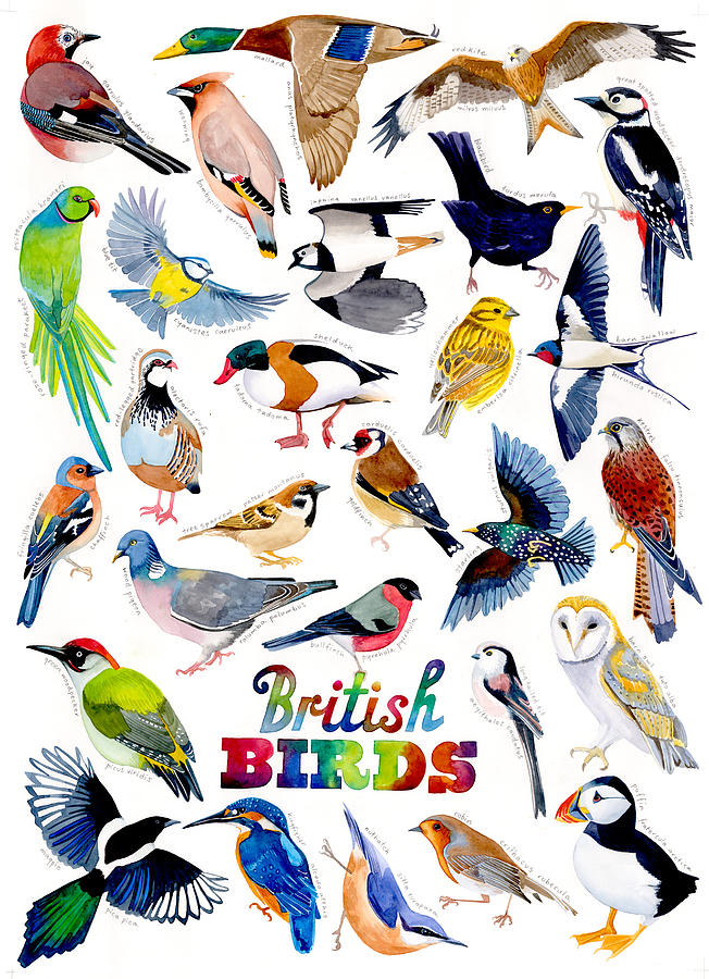 British Painting - British birds by Jane Tomlinson
