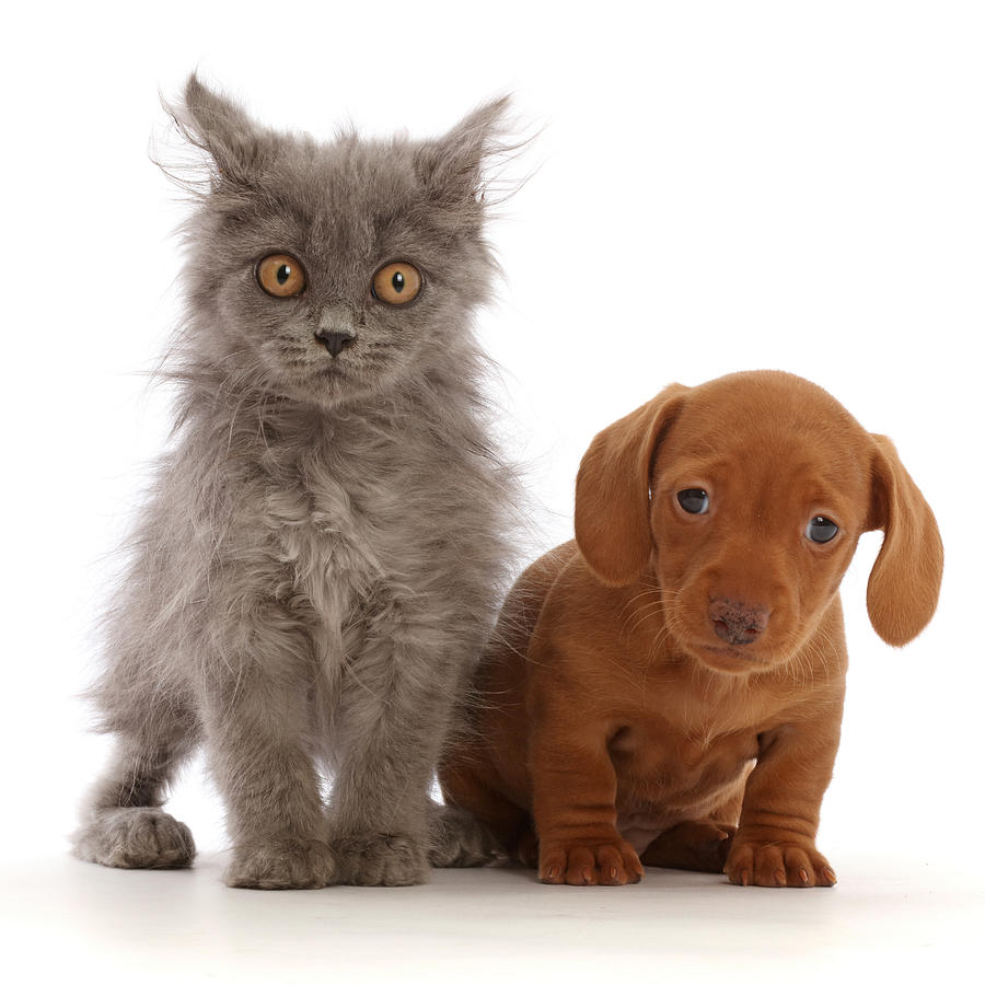 British Blue Kitten And Red Dachshund Photograph by Mark Taylor