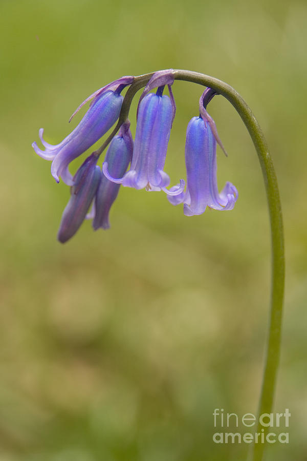Nature Photograph - British Bluebell Hyacinthoides non scripta. by Liz Leyden