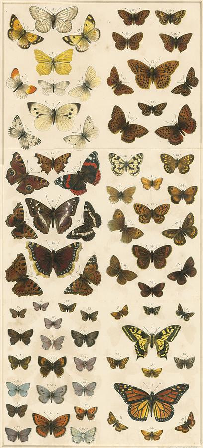 British Butterflies Painting by English School