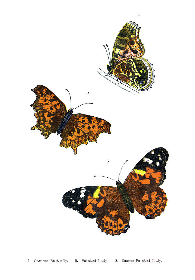 British Butterfly Illustrations - Hand Digital Art by Andrew howe