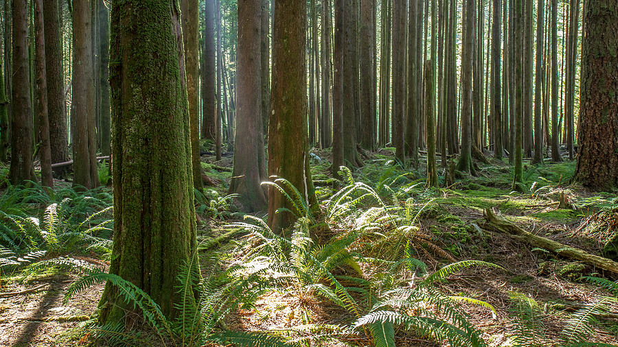 British Columbia Forest Photograph by Pierre Leclerc Photography