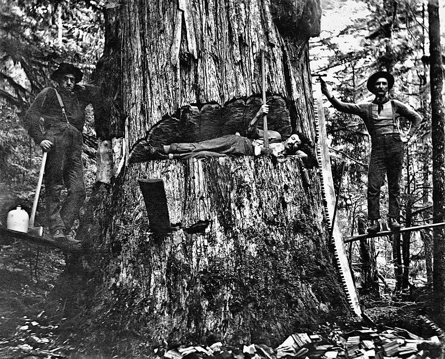 BRITISH COLUMBIA LUMBERJACKS c. 1890 Photograph by Daniel Hagerman