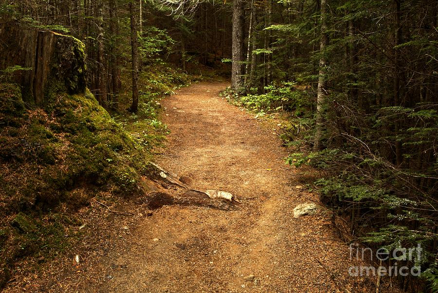 British Columbia Rain Forest Trail Photograph by Adam Jewell