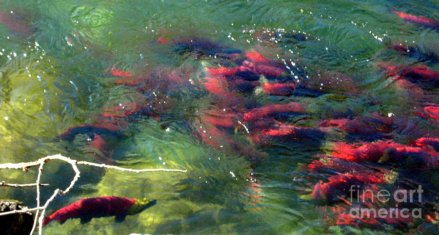 British Columbia Salmon Run  Photograph by Kathy Bassett