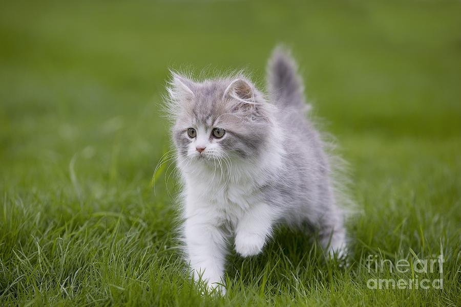 British Longhair Kitten Photograph by Jean-Michel Labat