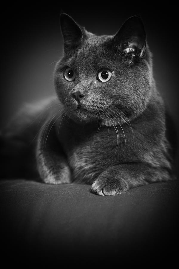 British Shorthair Cat Portrait Photograph by Anna Bryukhanova - Fine ...