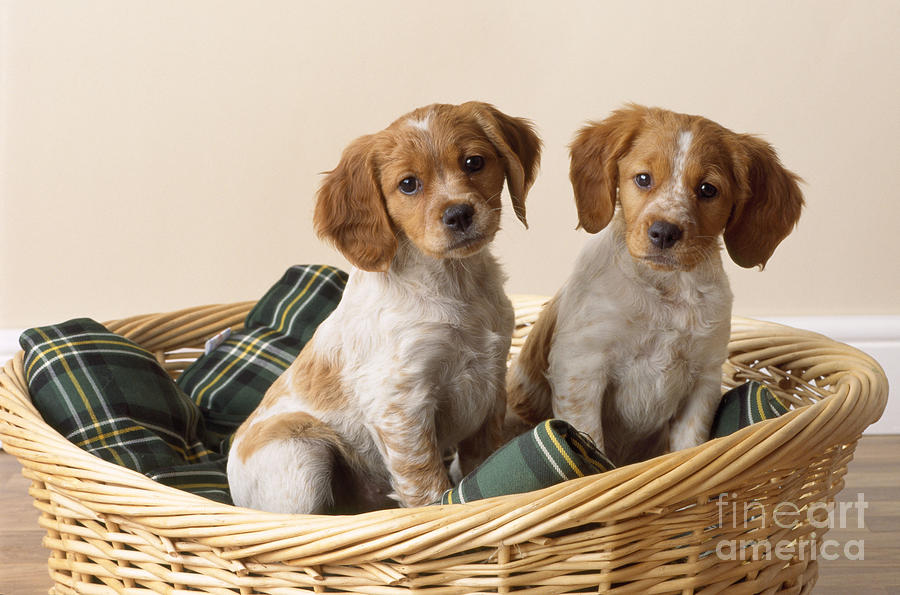 Brittany Dog Puppies In Basket Photograph by John Daniels