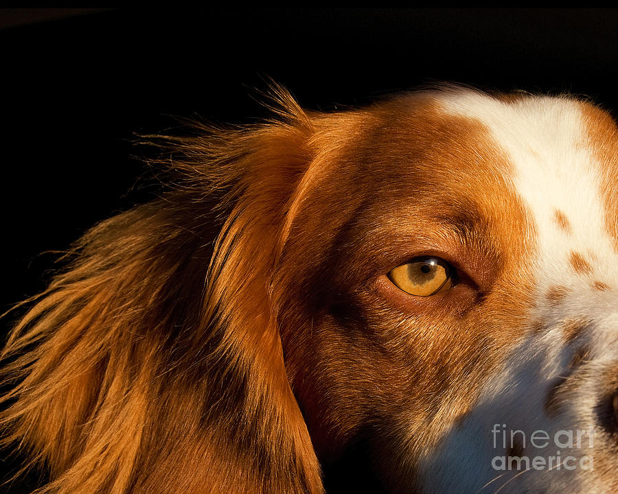 Brittany Spaniel Pixels Eye Photograph by Timothy Flanigan