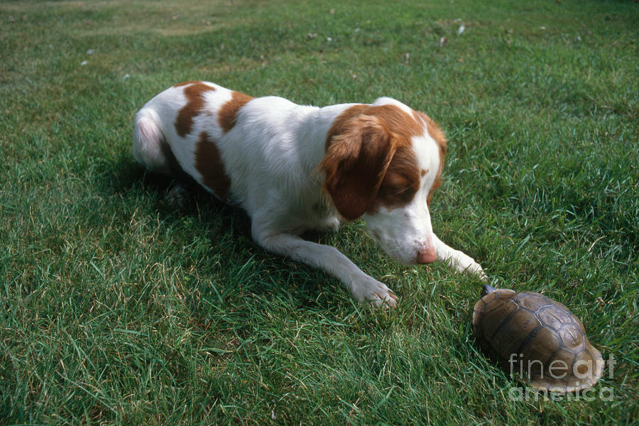 Turtle Photograph - Brittany Spaniel and Box Turtle by Kenneth H Thomas
