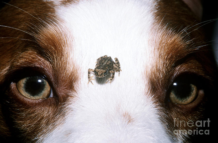 Brittany Spaniel and Toad Photograph by Kenneth H Thomas 