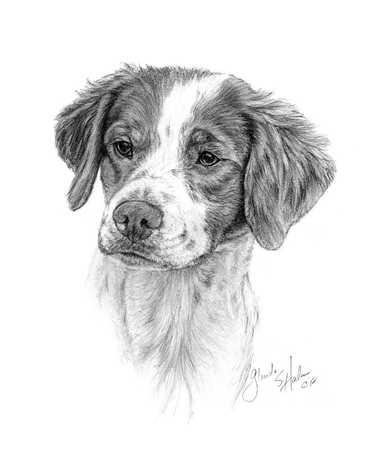 Dog Drawing - Brittany Spaniel Head Study by Glenda Harlan