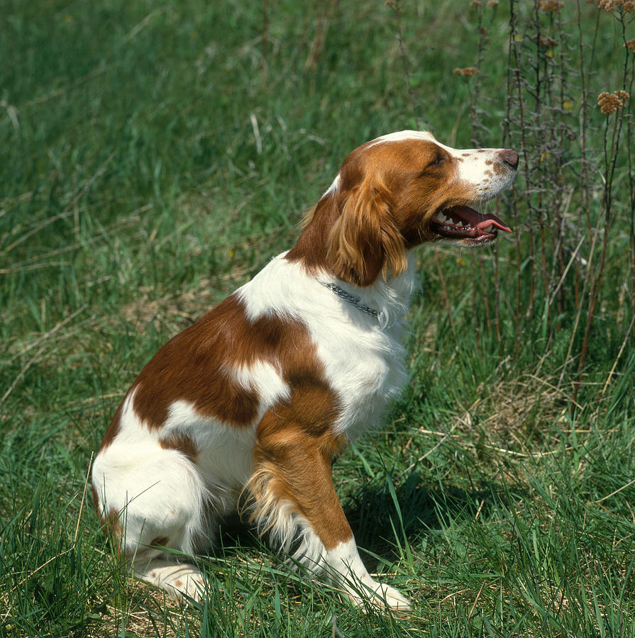 Brittany Spaniel Photograph by Jeanne White