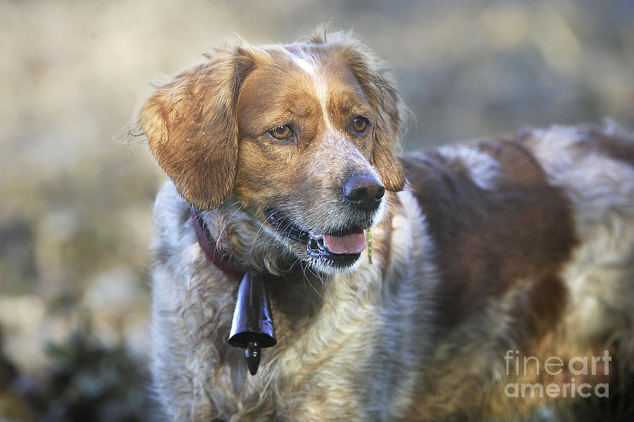 Brittany Spaniel Photograph by M. Watson