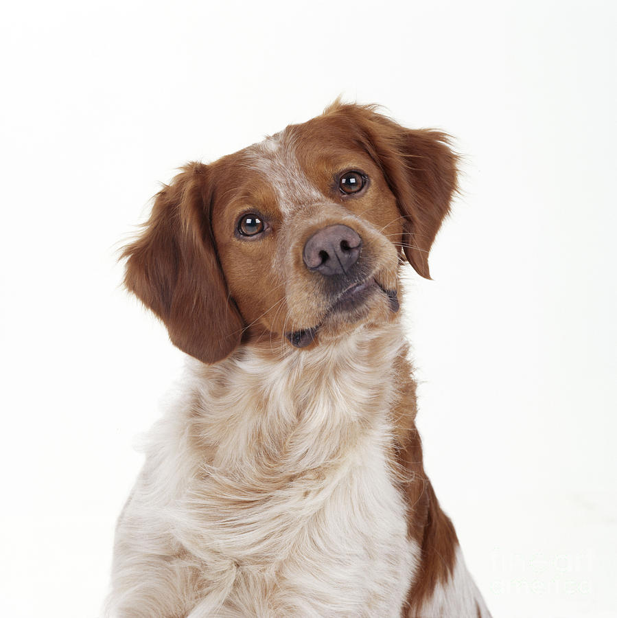 Brittany Spaniel Or Epagneul Breton Photograph by John Daniels