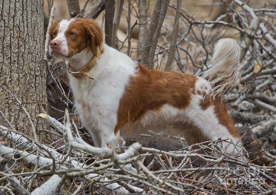 Brittany Spaniel with Tail standing at 