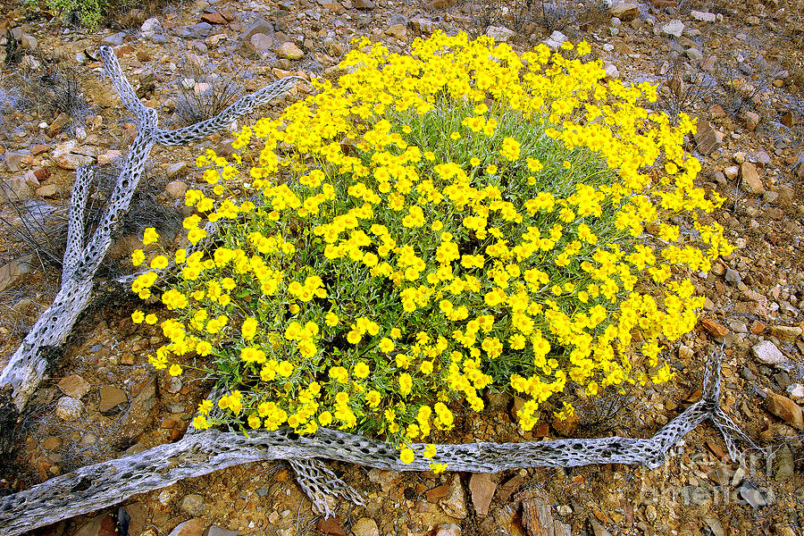 Tucson Photograph - Brittle Bush In Bloom by Douglas Taylor
