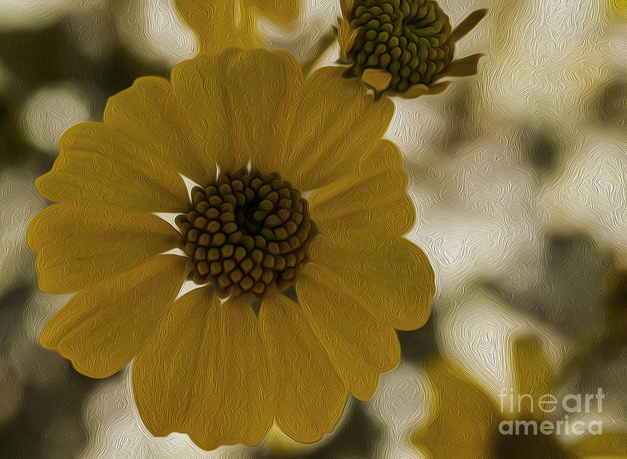 Yellow Flowers Photograph - Brittle Bush Wild Daisy by Mae Wertz
