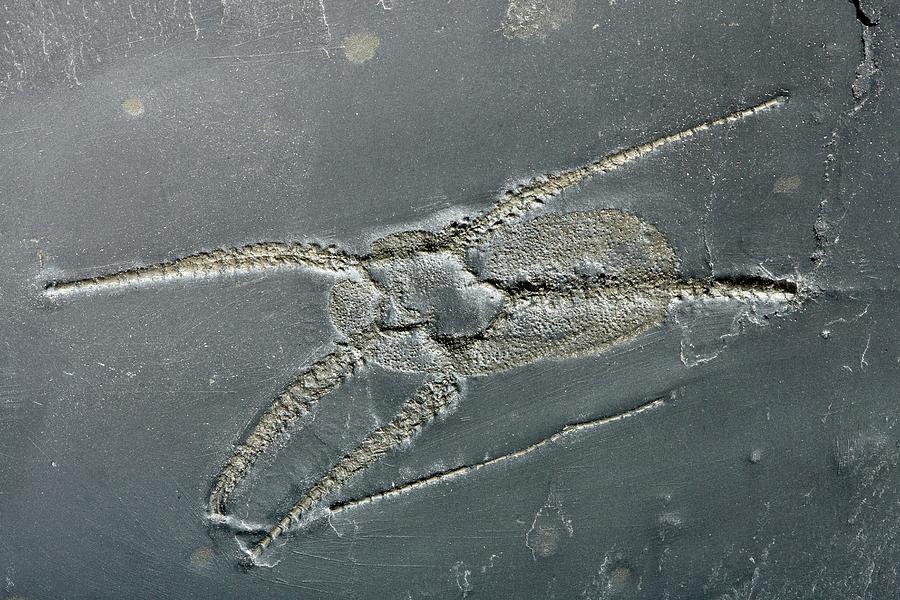 Brittle Star Fossil Photograph by Pascal Goetgheluck/science Photo