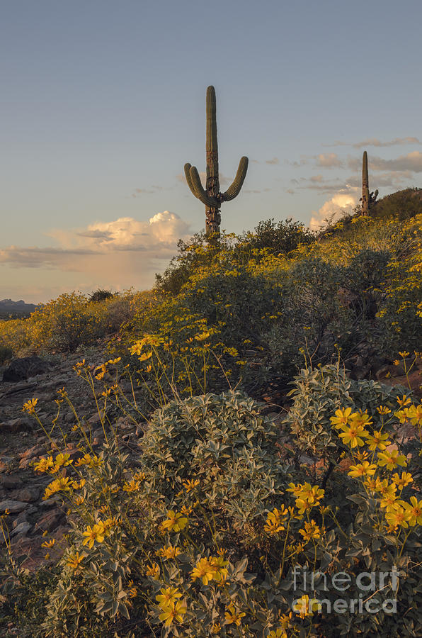 Brittlebush and Saguaro Photograph by Tamara Becker
