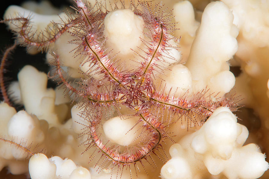 Brittlestar On A Reef Photograph by Louise Murray