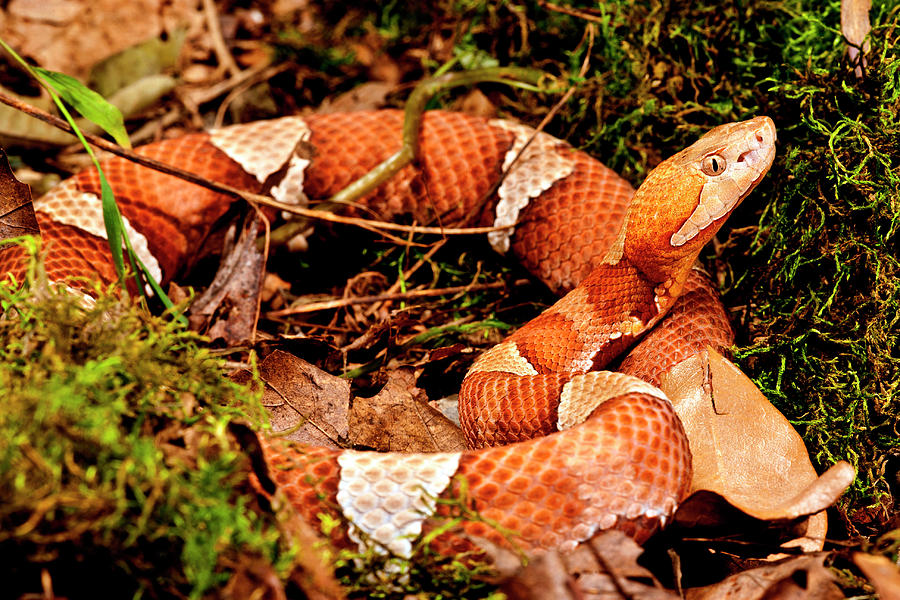 Broad-banded Copperhead, Agkistrodon Photograph By David Northcott - Pixels