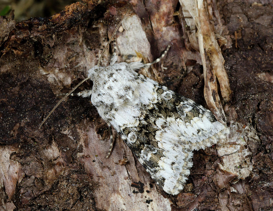 Broad-barred White Moth Photograph by Nigel Downer
