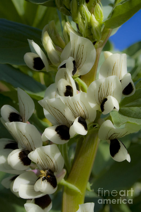 Nature Photograph - Broad Bean Flower by Tristyn Lau