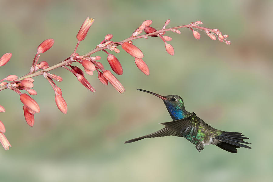 Broad billed Hummingbird 3 Photograph by Jack Milchanowski