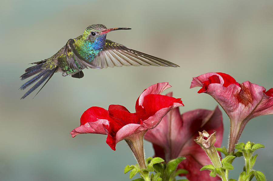 Broad billed Hummingbird 4 Photograph by Jack Milchanowski