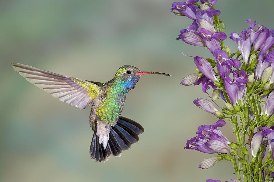 Broad-billed Hummingbird 5 Photograph by Jack Milchanowski