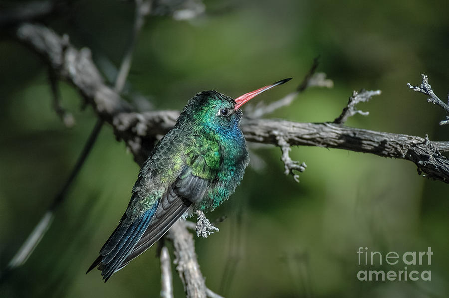 Broad-billed Hummingbird Photograph by Al Andersen