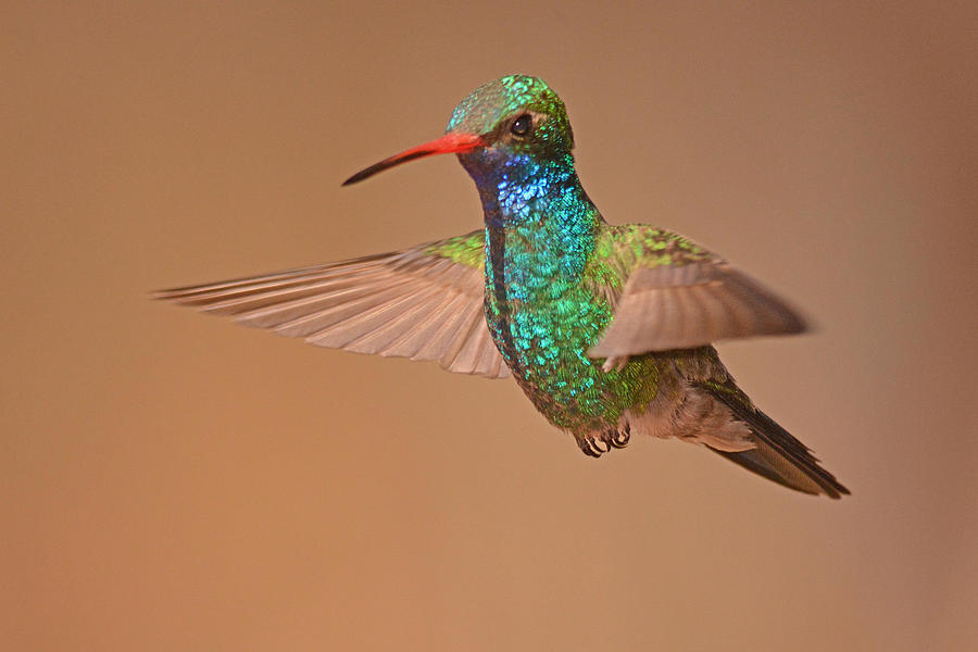 Broad-billed Hummingbird Photograph by Alan Lenk