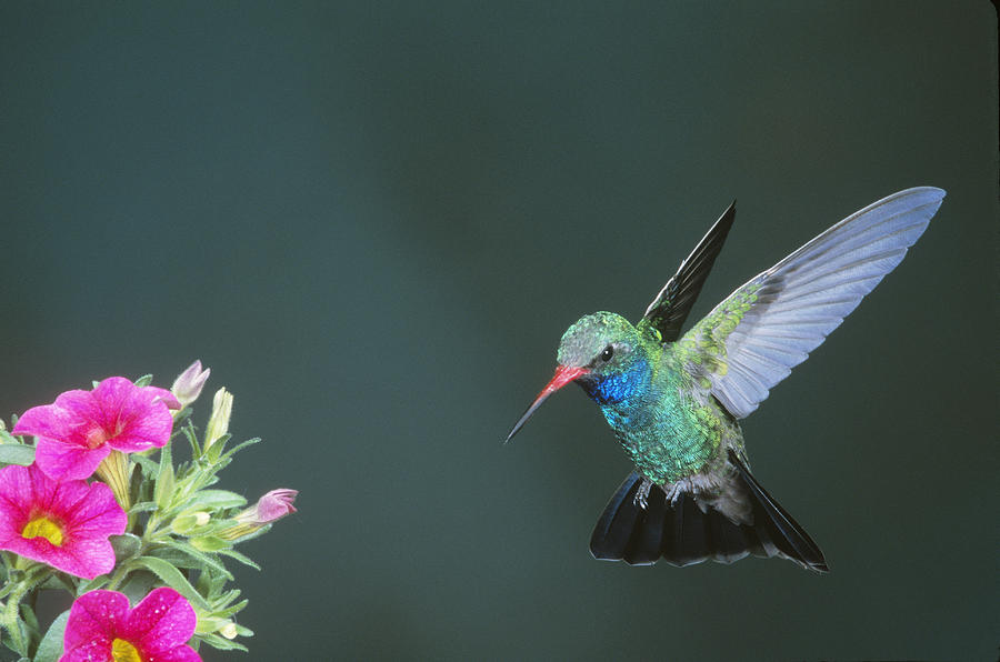 Broad-billed Hummingbird And Flower Photograph by Gerald C. Kelley - Pixels