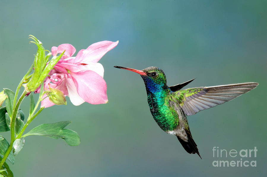 Broad-billed Hummingbird At Flower Photograph by Anthony Mercieca