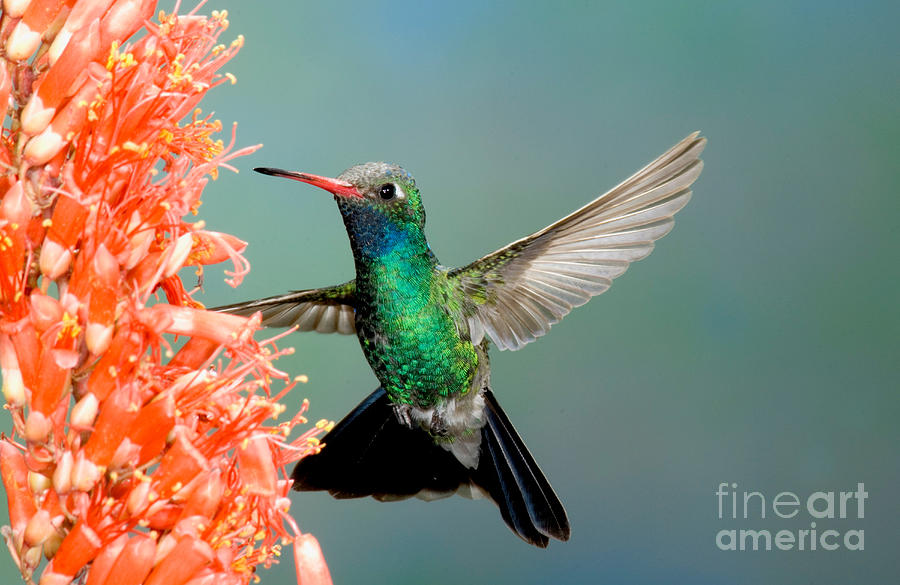 Hummingbird Photograph - Broad-billed Hummingbird At Ocotillo by Anthony Mercieca
