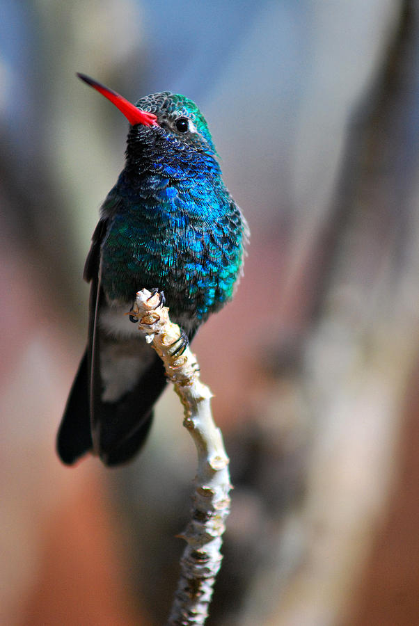 Broad-Billed Hummingbird Photograph by Barbara Manis