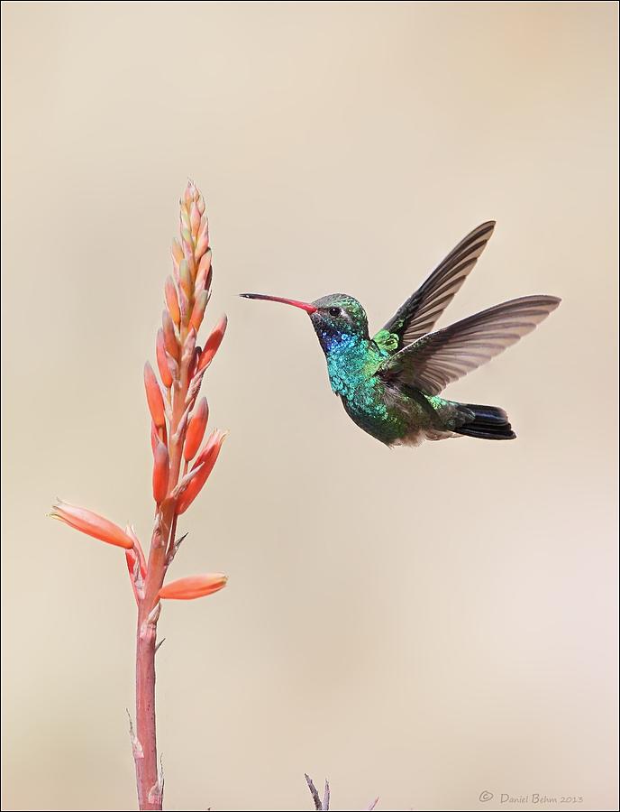 Broad Billed Hummingbird Photograph by Daniel Behm