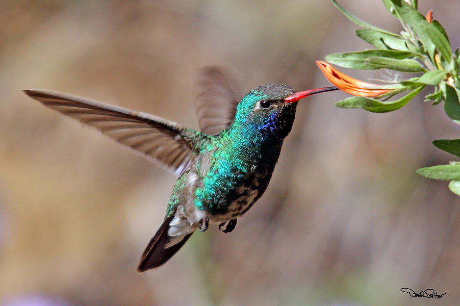 Broad-billed Hummingbird Photograph by David Salter