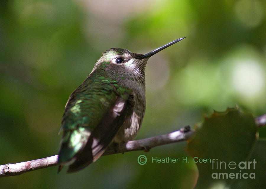 Broad Billed Hummingbird Photograph
