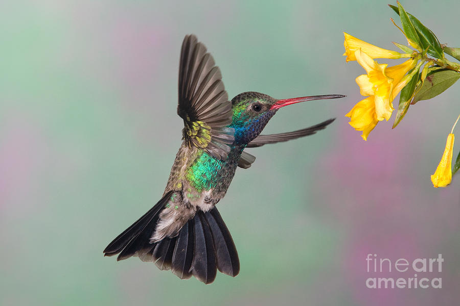 Broad-billed Hummingbird Photograph by Jim Zipp