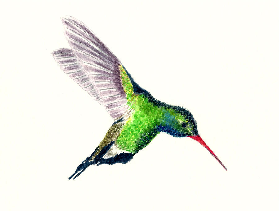 Broad Billed Hummingbird Painting by Michael Vigliotti