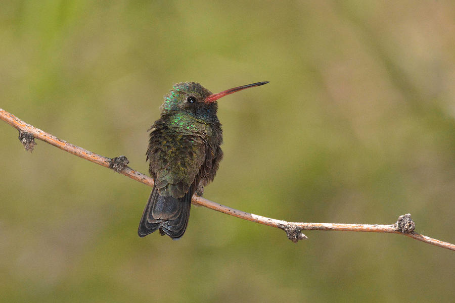 Hummingbird Photograph - Broad-billed Hummingbird on Limb by Alan Lenk