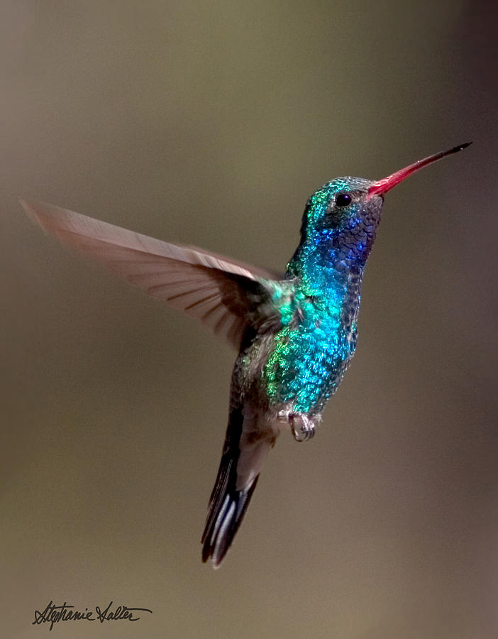 Broad-billed Hummingbird in Flight Photograph by Stephanie Salter