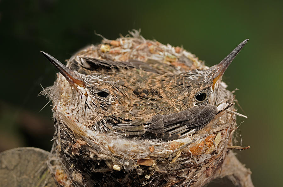 Broad-billed Hummingbirds Photograph by Scott Linstead