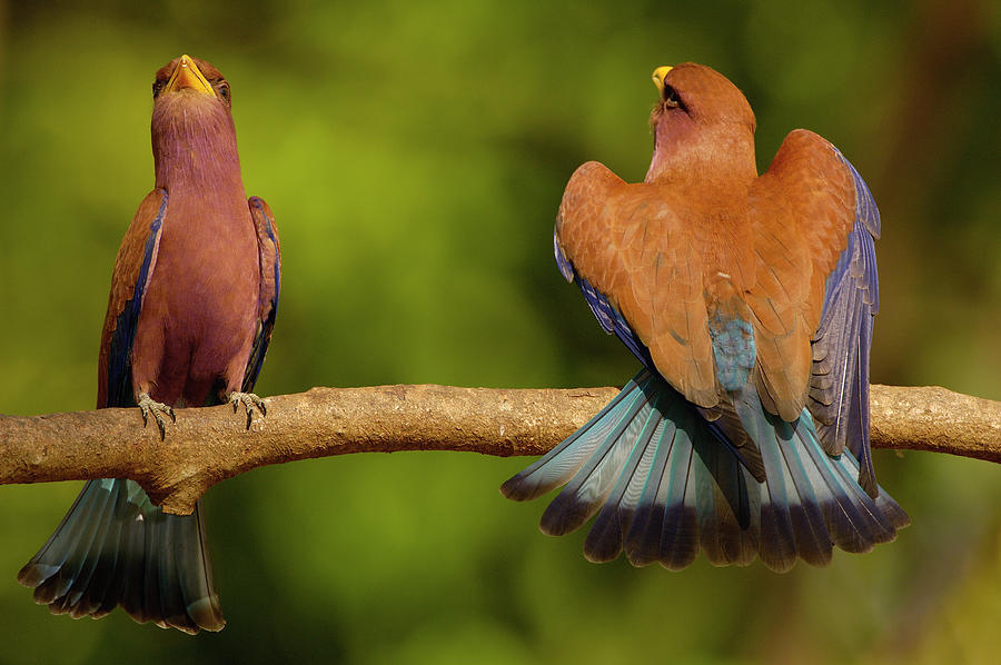 Broad-billed Roller Courtship Photograph by Pete Oxford